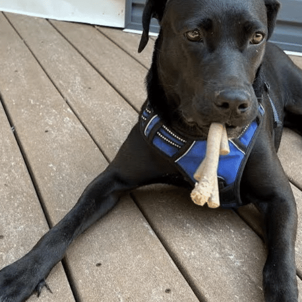 Black Labrador Retriever available for adoption through NY Bully Crew in Patchogue